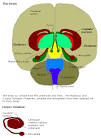 amygdala pronunciation