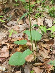 Attēlu rezultāti vaicājumam “Phyteuma spicatum fruit”