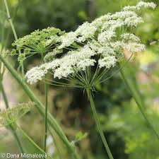 Attēlu rezultāti vaicājumam “Laserpitium latifolium bud”