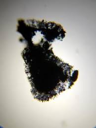 Attēlu rezultāti vaicājumam “Symphytocarpus flaccidus”