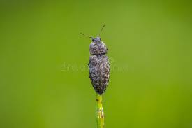 Attēlu rezultāti vaicājumam “Agrypnus murinus”