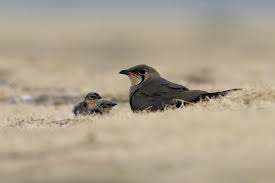 Image result for Glareola maldivarum