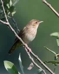 Image result for Locustella fluviatilis