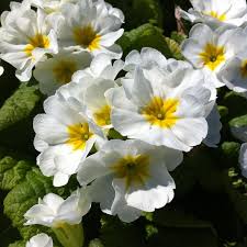 Attēlu rezultāti vaicājumam “Primula x polyantha”