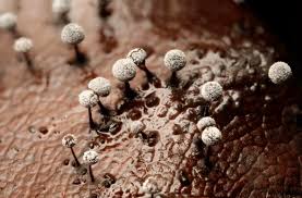 Attēlu rezultāti vaicājumam “Oligonema favogineum spores”