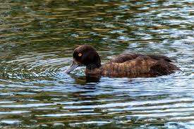 Attēlu rezultāti vaicājumam “Aythya fuligula female”