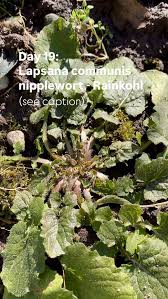 Attēlu rezultāti vaicājumam “Lapsana communis fruit”