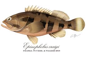 Image result for Epinephelus andersoni