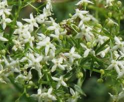 Attēlu rezultāti vaicājumam “Galium album flower”