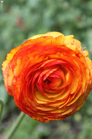 Attēlu rezultāti vaicājumam “Ranunculus mendax”