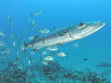 Image result for Sphyraena barracuda