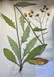 Attēlu rezultāti vaicājumam “Hieracium vulgatum bud”