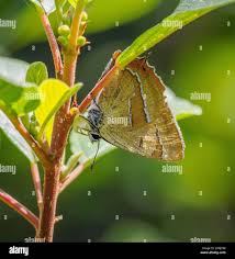 Attēlu rezultāti vaicājumam “Thecla betulae male”