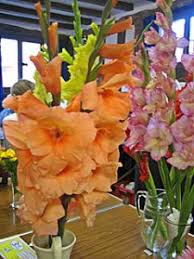 Image result for Abbots Bromley Indoor Bowls Club