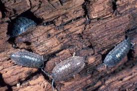 Attēlu rezultāti vaicājumam “Oniscoidea”