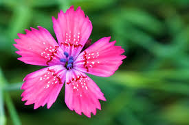Attēlu rezultāti vaicājumam “Dianthus deltoides”