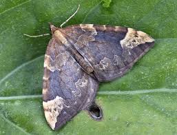 Attēlu rezultāti vaicājumam “Eulithis populata”