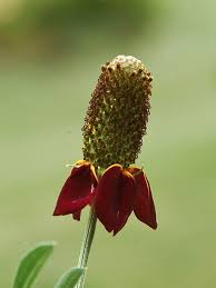 Image result for Ratibida columnifera