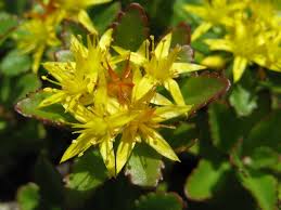 Attēlu rezultāti vaicājumam “Sedum aizoon”