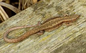 Attēlu rezultāti vaicājumam “Lacerta vivipara”