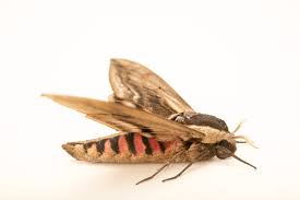 Attēlu rezultāti vaicājumam “Sphinx ligustri”