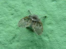 Attēlu rezultāti vaicājumam “Psychodidae”