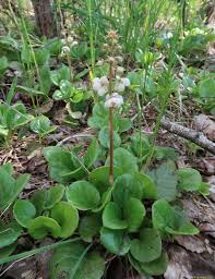 Attēlu rezultāti vaicājumam “Pyrola rotundifolia”