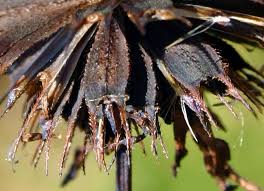Attēlu rezultāti vaicājumam “Bidens frondosa fruit”