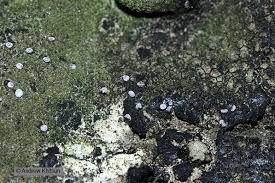 Attēlu rezultāti vaicājumam “Didymium clavus”