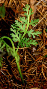 Attēlu rezultāti vaicājumam “Botrychium matricariifolium”