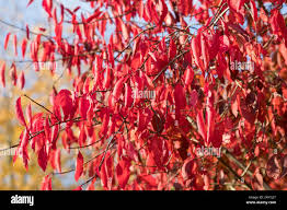 Attēlu rezultāti vaicājumam “Euonymus europaeus leaf”