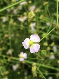 Attēlu rezultāti vaicājumam “Alisma plantago-aquatica flower”