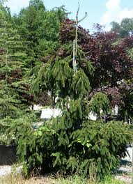 Attēlu rezultāti vaicājumam “Picea abies fo. virgata leaf”