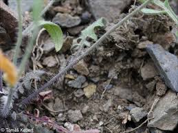 Attēlu rezultāti vaicājumam “Cardaminopsis arenosa bud”