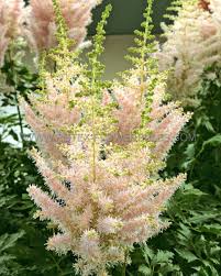 Attēlu rezultāti vaicājumam “Astilbe chinensis bud”