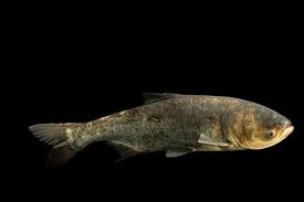 Image result for Hypophthalmichthys nobilis