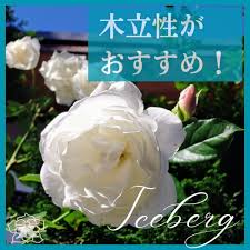 「アイスバーグ」の画像検索結果