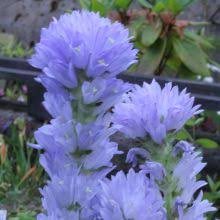 Image result for Campanula moesiaca