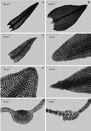 Attēlu rezultāti vaicājumam “Didymodon tophaceus”