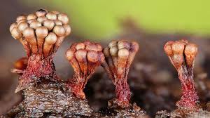 Attēlu rezultāti vaicājumam “Metatrichia vesparia”