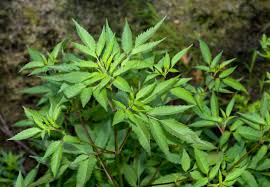 Attēlu rezultāti vaicājumam “Bidens frondosa fruit”