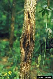 Attēlu rezultāti vaicājumam “Phellinus ferruginosus”