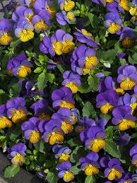 Attēlu rezultāti vaicājumam “Viola x williamsii”