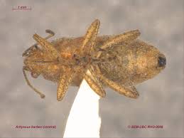 Attēlu rezultāti vaicājumam “Rhopalus maculatus imago”