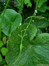 Attēlu rezultāti vaicājumam “Myosotis laxa subsp. baltica”