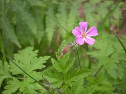Attēlu rezultāti vaicājumam “Geranium robertianum fruit”