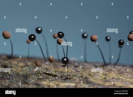 Attēlu rezultāti vaicājumam “Comatricha alta”