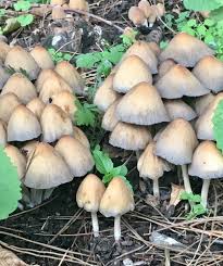Attēlu rezultāti vaicājumam “Coprinus micaceus”