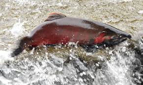 Image result for Oncorhynchus