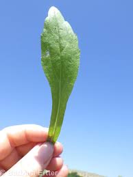 Attēlu rezultāti vaicājumam “Erigeron annuus leaf”